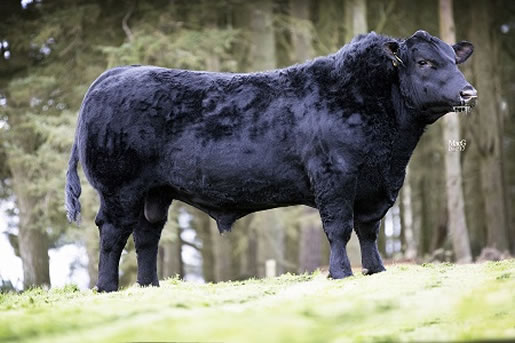 Raff Angus sires and females